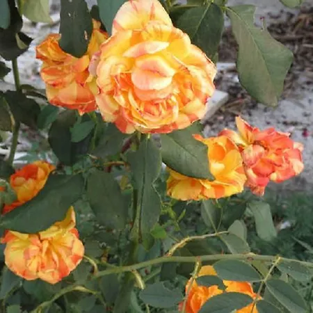 Ivarossa * 特罗吉尔